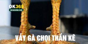 Vảy gà chọi thần kê